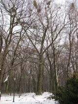 WPKiW: Wielka wycinka - znikną tysiące drzew!