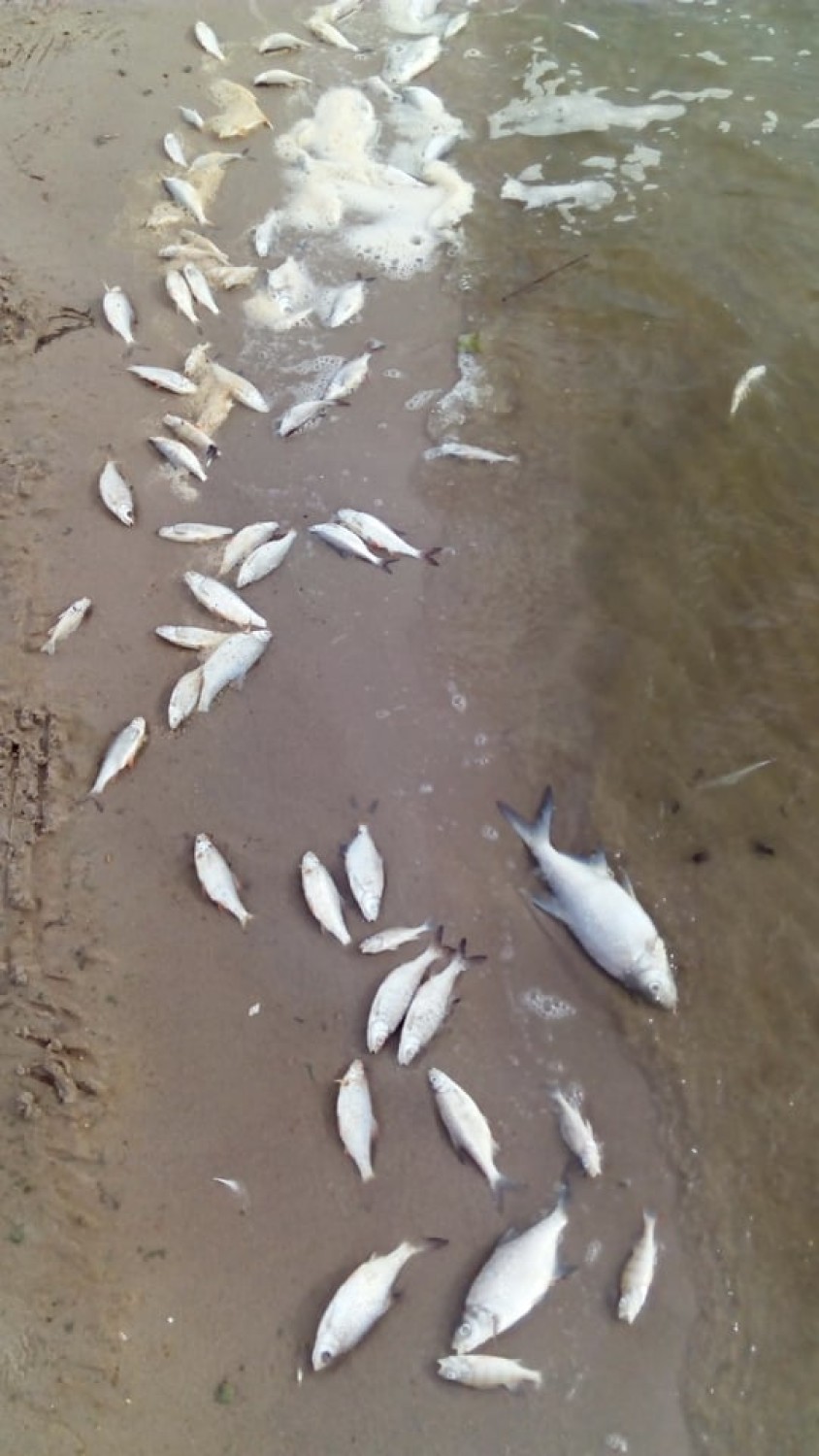 Ponownie setki śniętych ryb w jeziorze Błędno w Zbąszyniu!