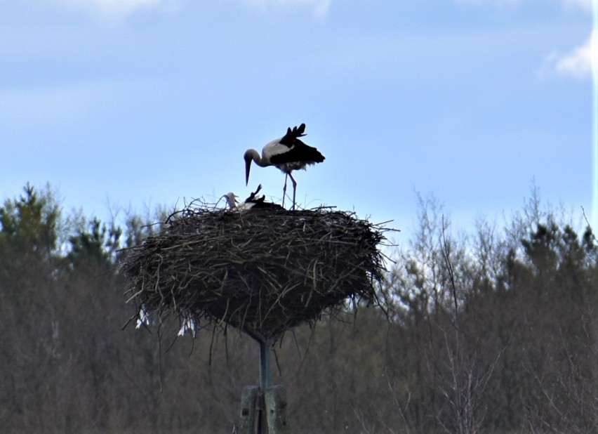 Pomiłowo