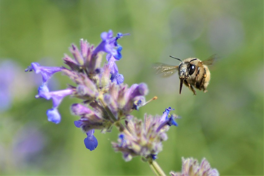 Dziś w piątek 20 maja obchodzony jest Światowy Dzień Pszczół