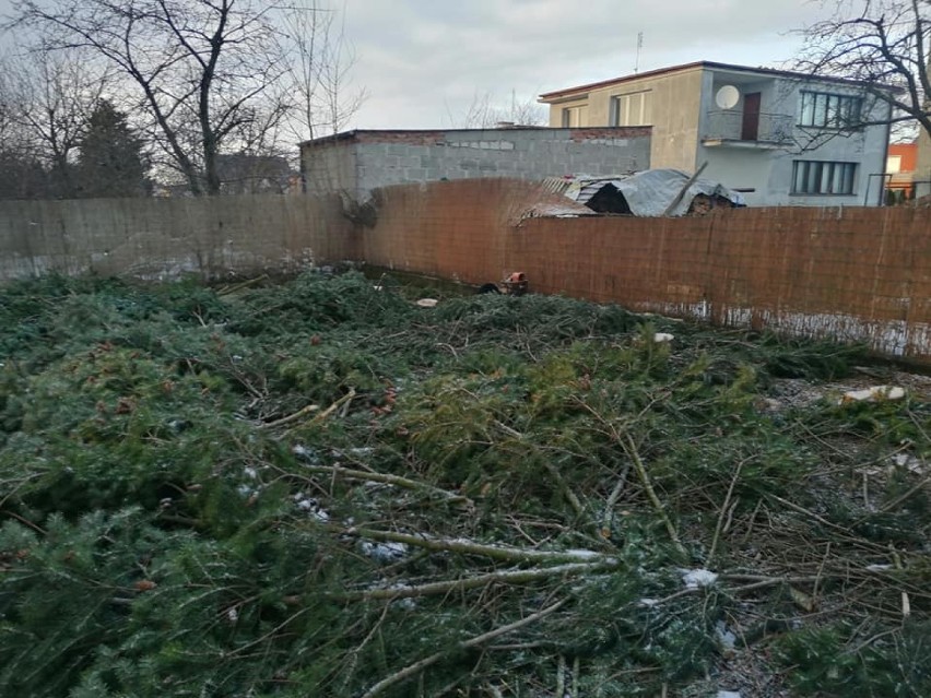 Ktoś perfidnie wyciął dorodne drzewa na cudzej posesji w Żukowie. Sprawę bada policja