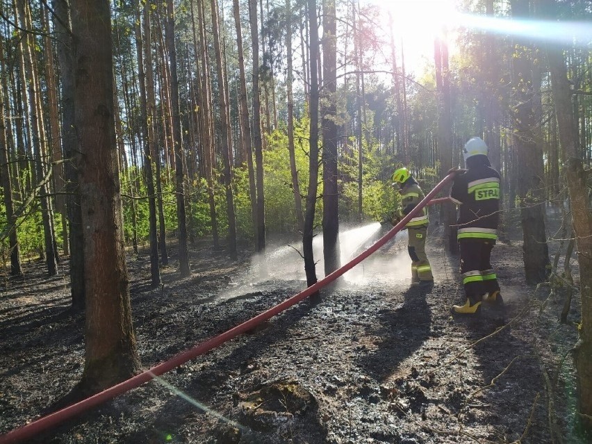 Pożary lasów w województwie łódzkim. Susza powoduje wielkie pożary lasów