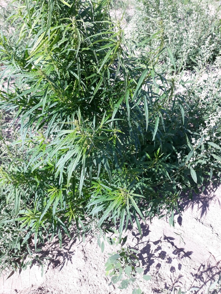 Policjanci zlikwidowali plantację marihuany pod Ciechocinkiem [zdjęcia]