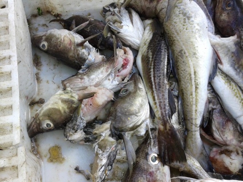 Mierzeja Wiślana. Lokalni rybacy alarmują. Foki niszczą rybołóstwo