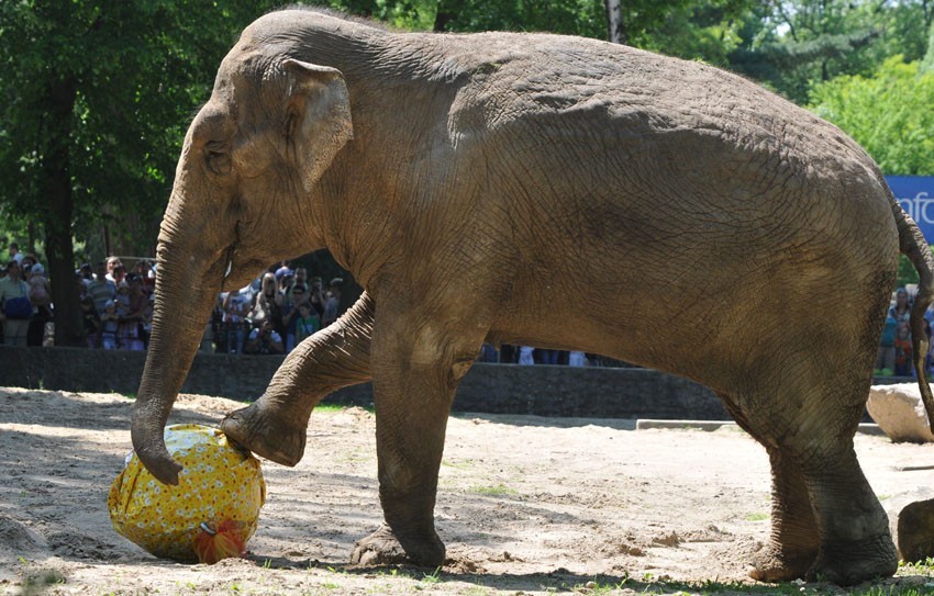 50. urodziny słonicy Magdy w łódzkim zoo
