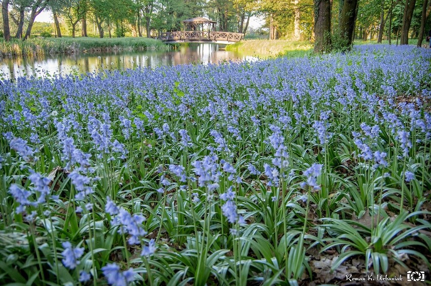 Dywan z kwiatów. Pleszew. W Plantach zrobiło się niebiesko!...