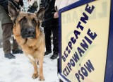 Poznań - Psy są czipowane bezpłatnie w ponad 40 punktach