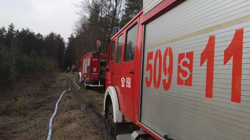 Pożar lasu w Dębowej Górze 3.04.2019.