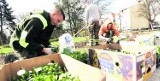 Wiosna zajrzy do bydgoskich parków. Miasto planuje nasadzenia roślin