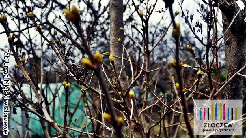 Wiosna zawitała do Złoczewa. Zobacz jak robi się pięknie (zdjęcia)