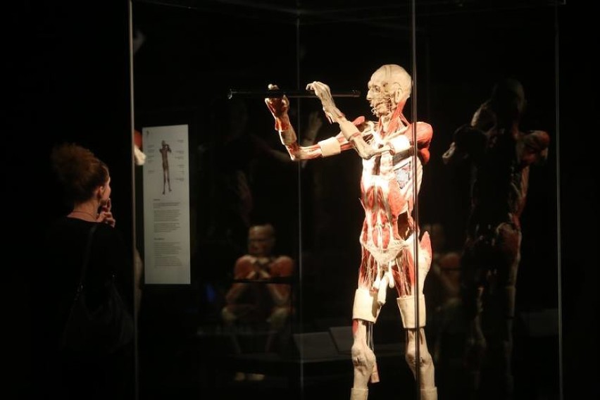 BODY WORLDS. Kontrowersyjna wystawa o anatomii człowieka po raz pierwszy w Warszawie [ZDJĘCIA]