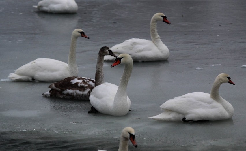 Sopot: Łabędzie są głodne. Spór o dokarmianie ptaków zimą między sopockim TOZ a magistratem