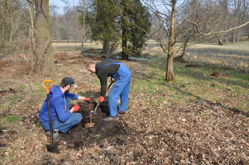 Wyjątkowe chińskie drzewo zostało posadzone w parku w...