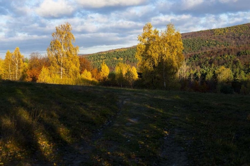 Beskid Niski. Kraina buków przybrała złociste barwy. Jesień ma tutaj wyjątkowy charakter [ZDJĘCIA]