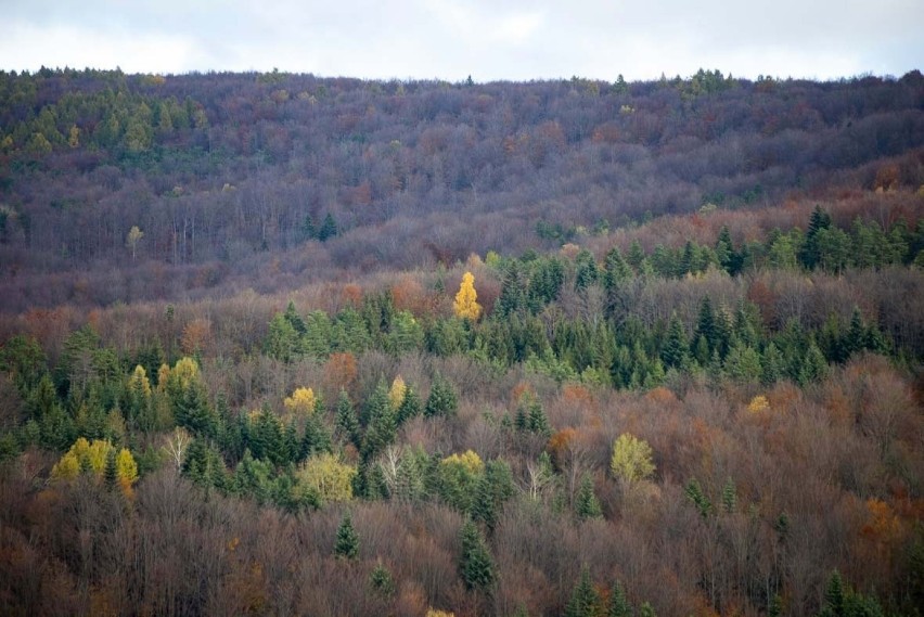 Beskid Niski. Kraina buków przybrała złociste barwy. Jesień ma tutaj wyjątkowy charakter [ZDJĘCIA]