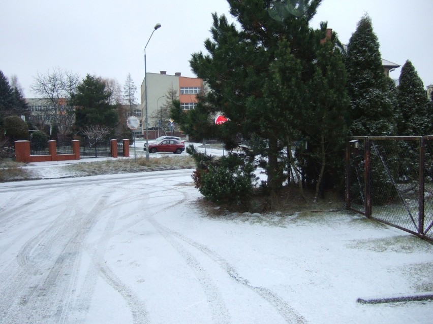Konflikt przy ulicy Diamentowej w Kielcach. Ktoś nielegalnie posadził drzewa? (ZDJĘCIA)
