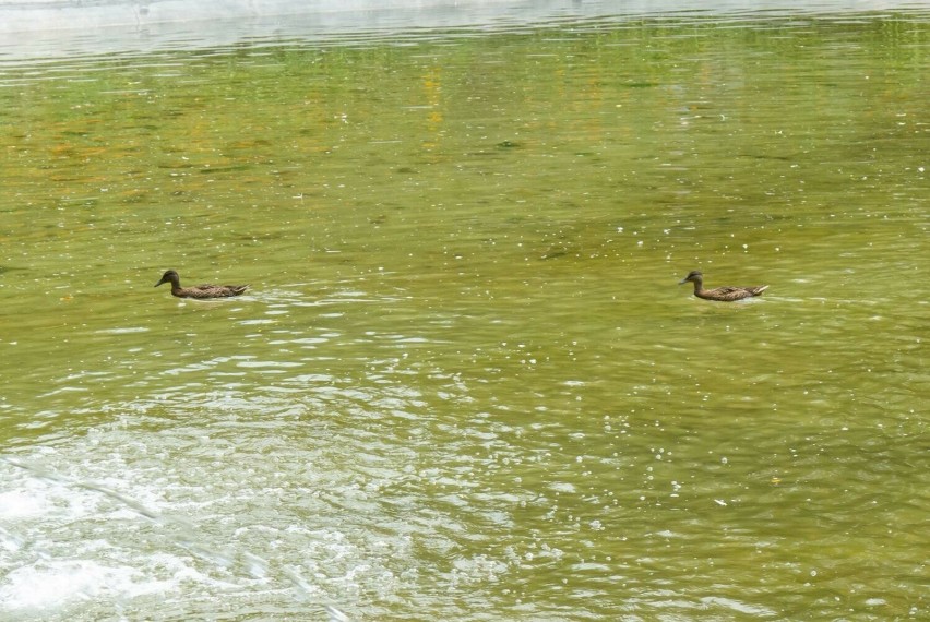 Fontanna w Parku Krakowskim, ku uciesze kaczek ruszy wcześniej niż reszta