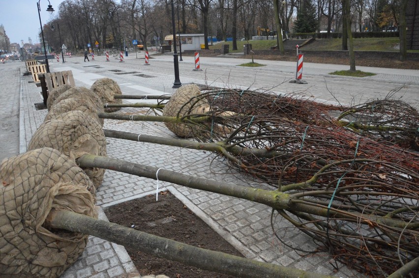 Nowe drzewa staną na kolejnym odcinku alei Wolności