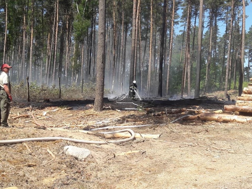 Płonął las między Starą Łubianką i Zawadą. 35 strażaków w akcji. Zagrożenie pożarowe wciąż wysokie! [ZDJĘCIA]