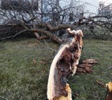 Gorlickie: Czternaście interwencji po orkanie Grzegorz. Drzewa łamały się jak zapałki