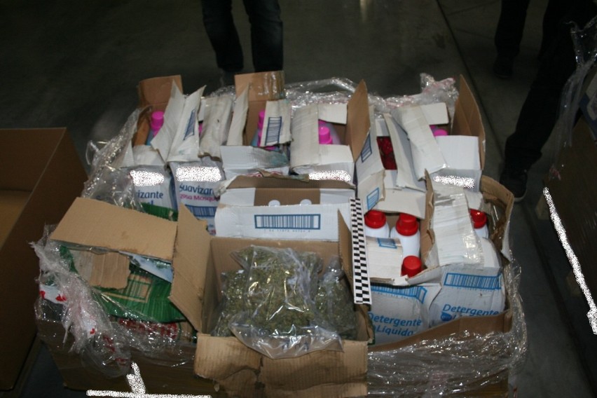 Narkotyki za 300 tysięcy złotych przejęli włocławscy policjanci. Zabezpieczono 10 kg marihuany