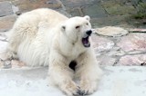20 lat - tyle zostało niedźwiedziom polarnym 