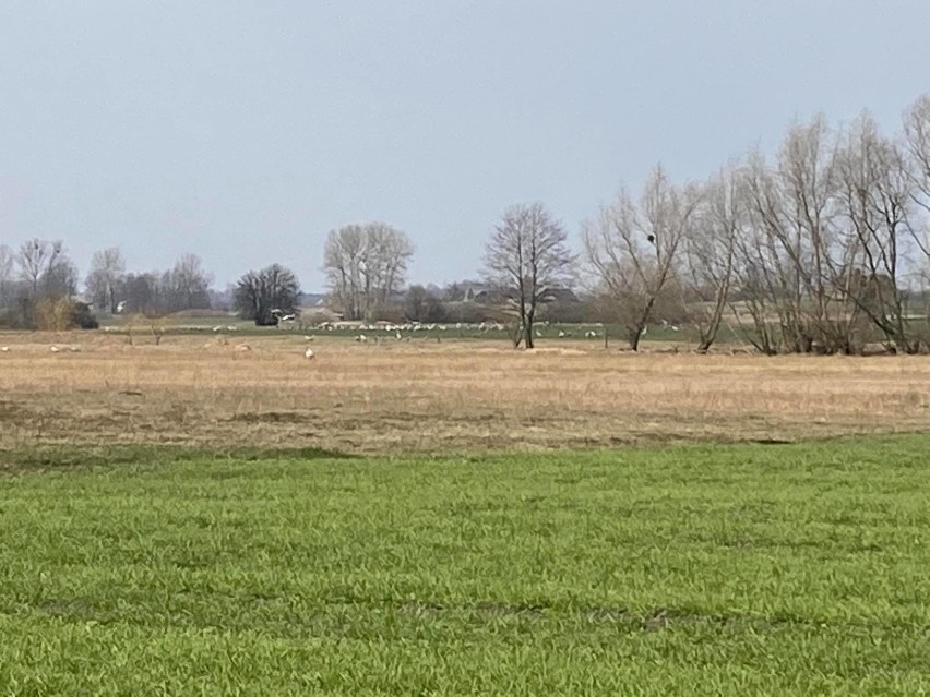 Powiat chełmski. To już prawdziwa wiosna  - żurawie przyleciały 