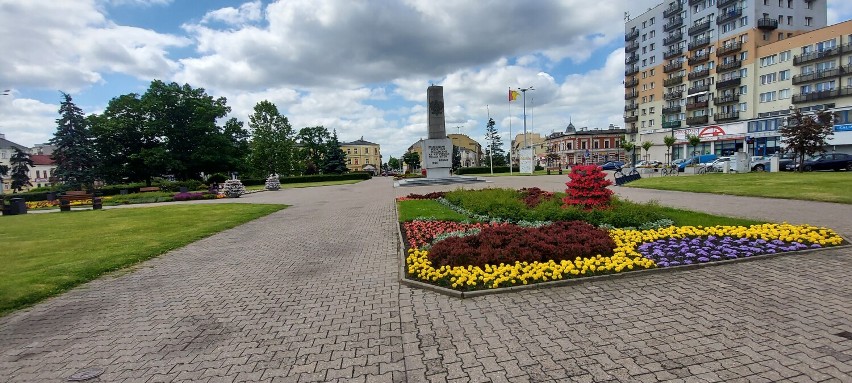 Włocławek rozkwitł. Posadzono ponad 22 tysiące roślin ozdobnych. Tak wygląda Plac Wolności we Włocławku [zdjęcia]