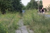 Mieszkańcy ulicy Pątnowskiej w Legnicy proszą o pomoc, chwasty i trawa ma 150 cm wysokości