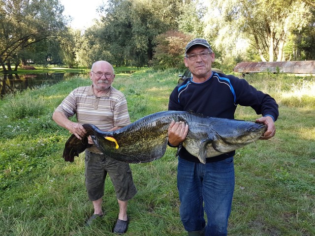 Wyłowiony z Obry sum mierzył 170 cm i ważył 25 kg.