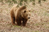 Niedźwiedzie w Beskidzie Żywieckim [WIDEO]