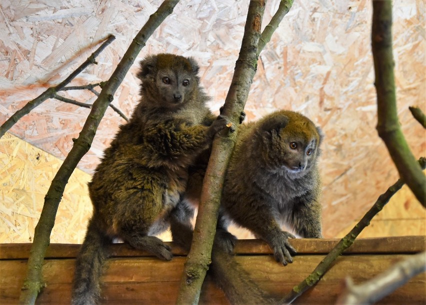 Para lemurów alaotrańskich to nowi mieszkańcy opolskiego...