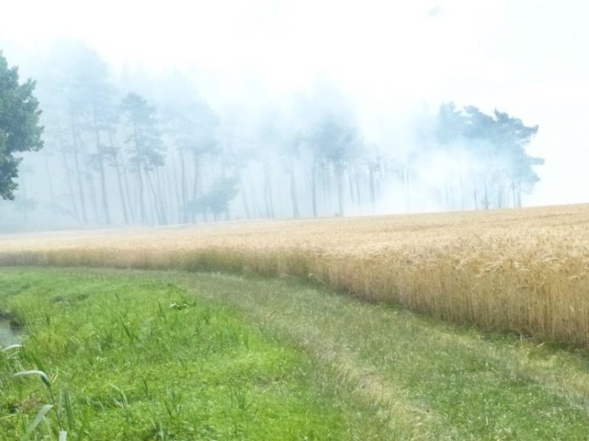 Pożar pola i lasu pod Dobczynem 4 lipca 2014