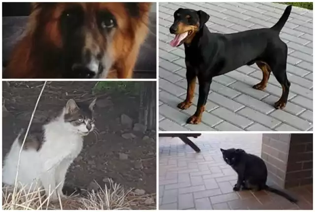 Widziałeś tego kota lub psa? Właściciele ich szukają pod każdym zdjęciem znajduje się link do kontaktu z osobą, która tęskni za przyjacielem >>>