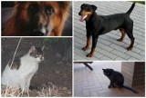 Widziałeś tego kotka lub psa w okolicy Legnicy? Właściciele ich poszukują!
