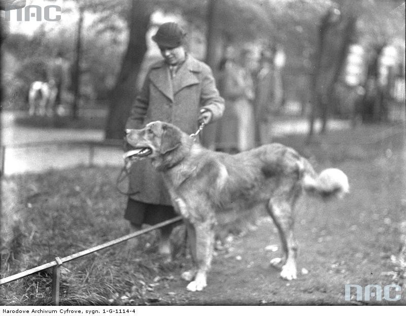 Wystawa psów w Krakowie 1934