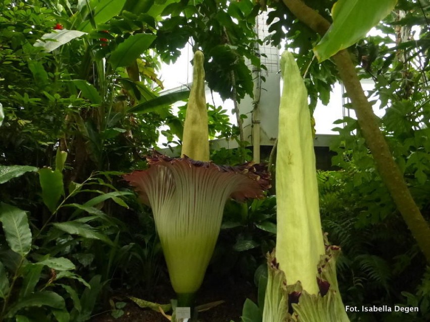 Amorphophallus titanum, w języku polskim znany jako dziwidło...