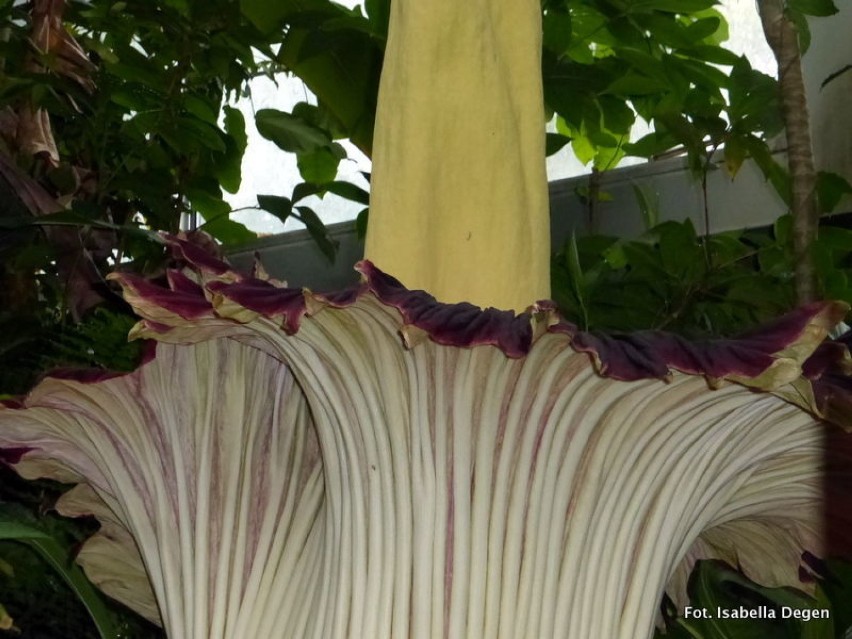 Amorphophallus titanum, w języku polskim znany jako dziwidło...