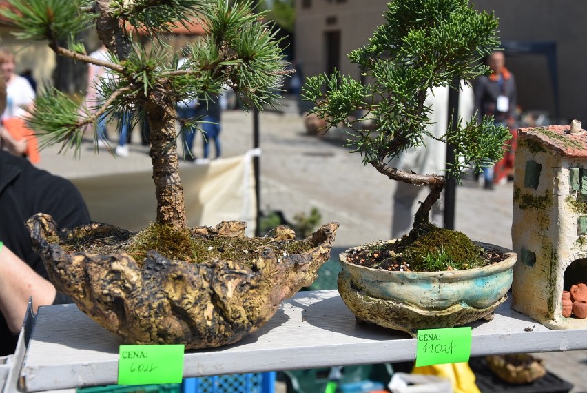 Festiwal Kwiatów i Sztuki w Zamku Książ.