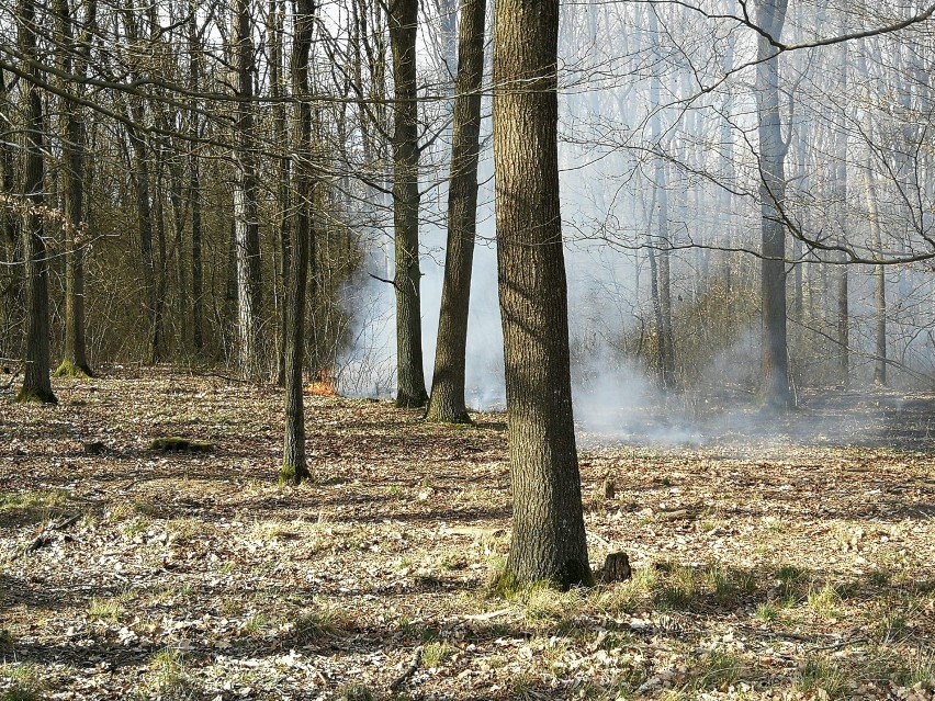 Ochotnicza Straż Pożarna z Debrzna gasiła w sobotę 4 kwietnia las, a później samochód