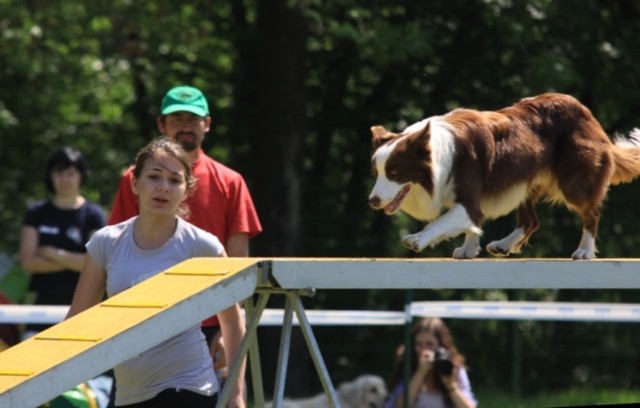 W Chorzowie trwają zawody Agility.