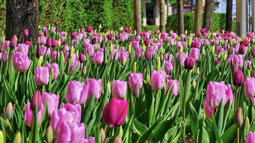 Tysiące tulipanów zakwitło w centrum Jeleniej Góry,...