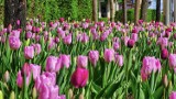 To nie Holandia, to Jelenia Góra, która tonie w pięknych tulipanach. Co za widok, co za zapach!
