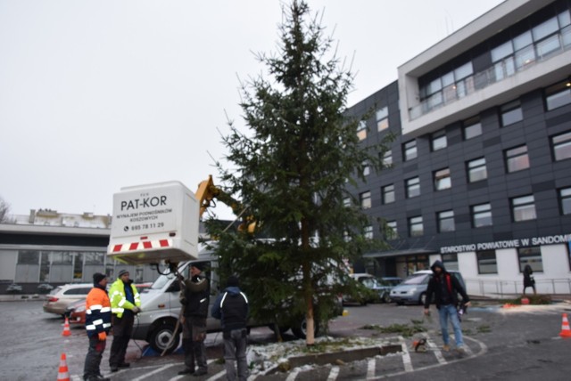 Na parkingu przed Starostwem Powiatowym w Sandomierzu zapachniało świętami. Przed budynkiem stanęło bożonarodzeniowe drzewko.