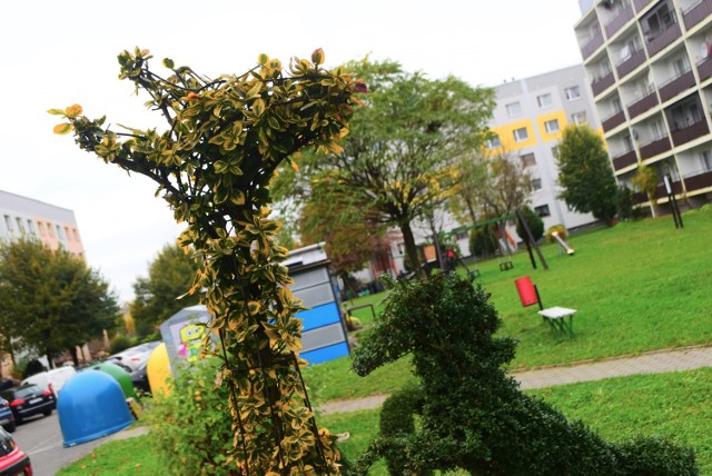Pięknie prezentują się rzeźby zwierząt z zielonych krzaków na osiedlu Pawlikowskiego