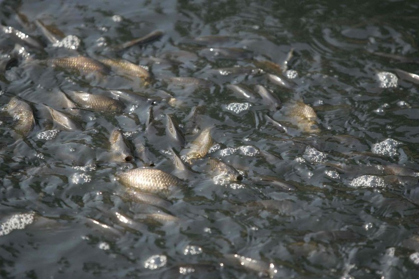 Bomba ekologiczna w Paniówkach: Tysiące ryb zdycha, bo ze stawu wypompowano wodę. Kto je uratuje?