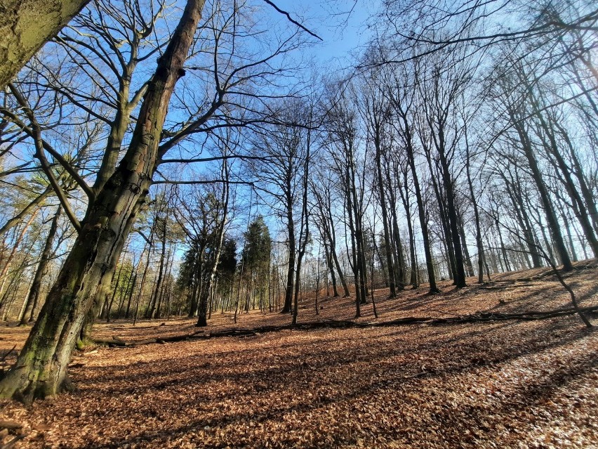 Lasy Murckowskie w Katowicach