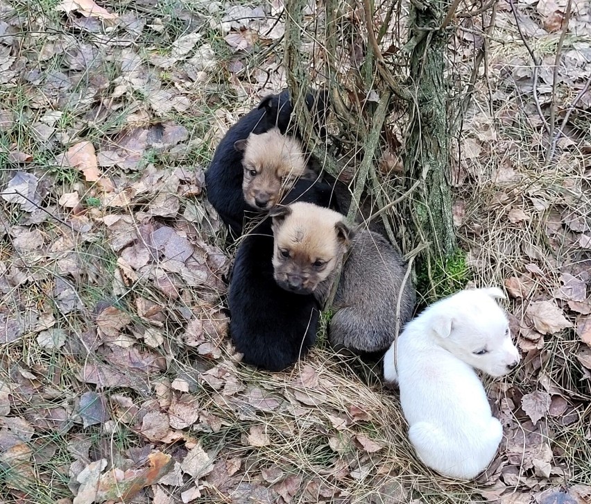 Wyrzucone szczeniaki znalezione pod drzewem. Trwa zbiórka na jedzenie [ZDJĘCIA]
