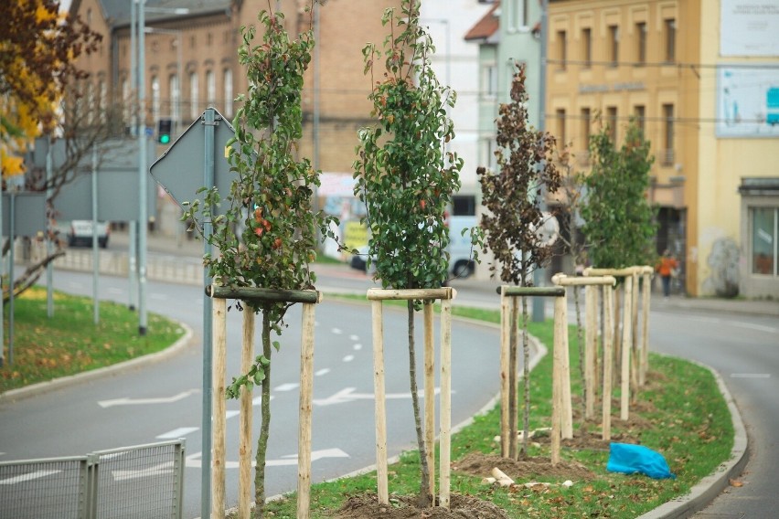 W poniedziałek drzewa sadzono wzdłuż ul. Warszawskiej i...