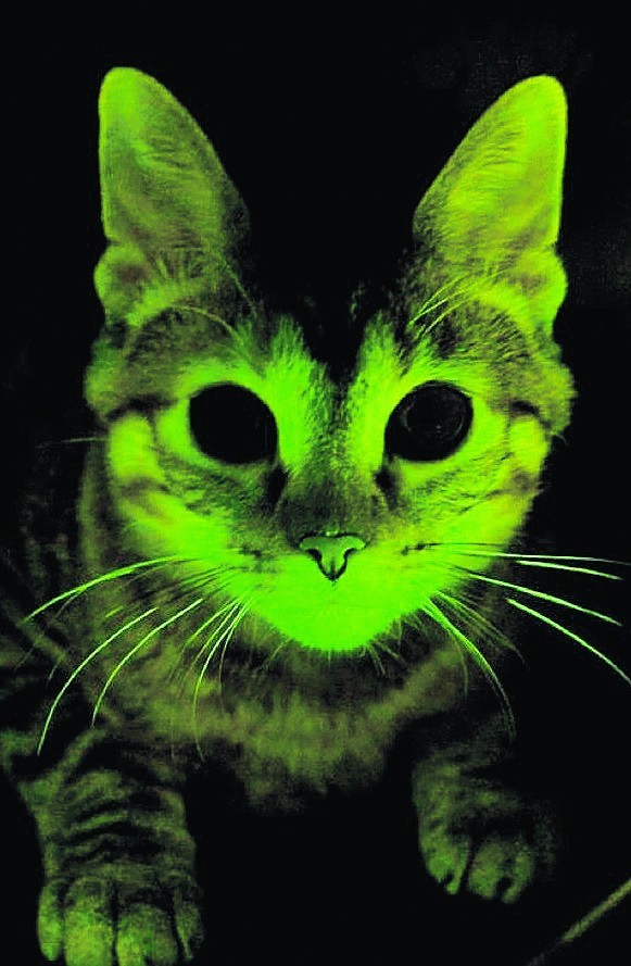 Koty świecą, gdyż wszczepiono im białko fluorescencji pobrane od meduzy